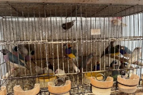 Cativeiro com mais de 2 mil pássaros é descoberto em Arapongas