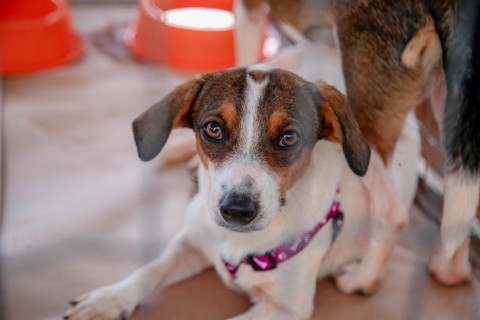 Prefeitura realiza feirinha de adoção de animais neste sábado, 23, e no domingo, 24