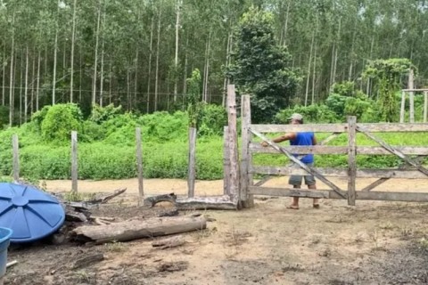 STF suspende despejo de 500 famílias solicitado pela Suzano no Maranhão