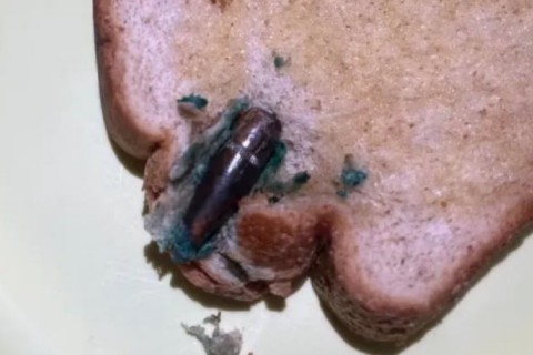 Moradora do Flamengo acha bala de fuzil dentro de pão de forma