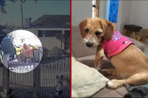 Caso de maus-tratos: cachorra é jogada em caminhão de lixo após atropelamento