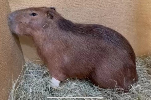 Capivara resgatada em piscina de Apucarana está em inicio de gestação