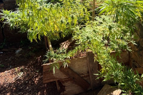 Usuário que tinha pés de maconha em casa é preso em Apucarana por deixar de pagar pensão