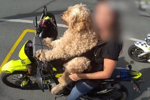 Motociclista é multada ao pilotar com cão na sua frente